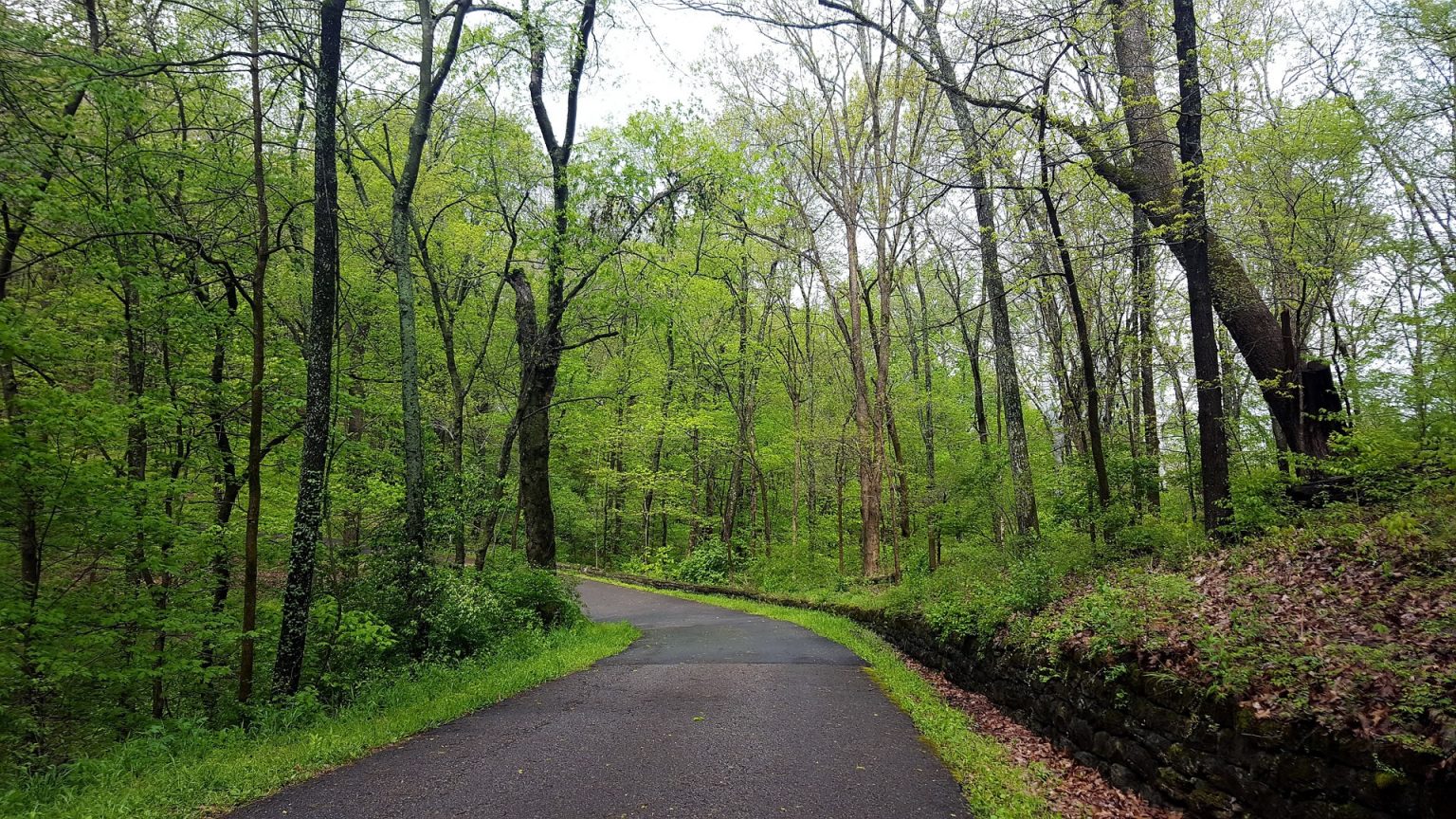 A paved road in a wooded area.