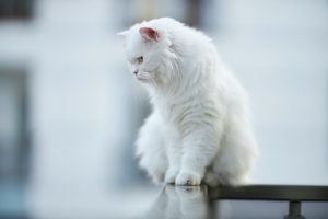 A white cat gracefully perched on top of a railing, exuding harmony with its surroundings.