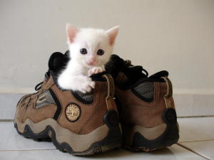 Apartments in Thompson’s Station A white kitten relaxing on top of a pair of shoes at Sanctuary Bluff Apartments in Thompson’s Station